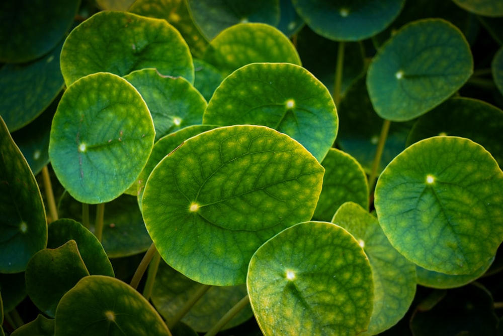 a close up of a group of green leaves