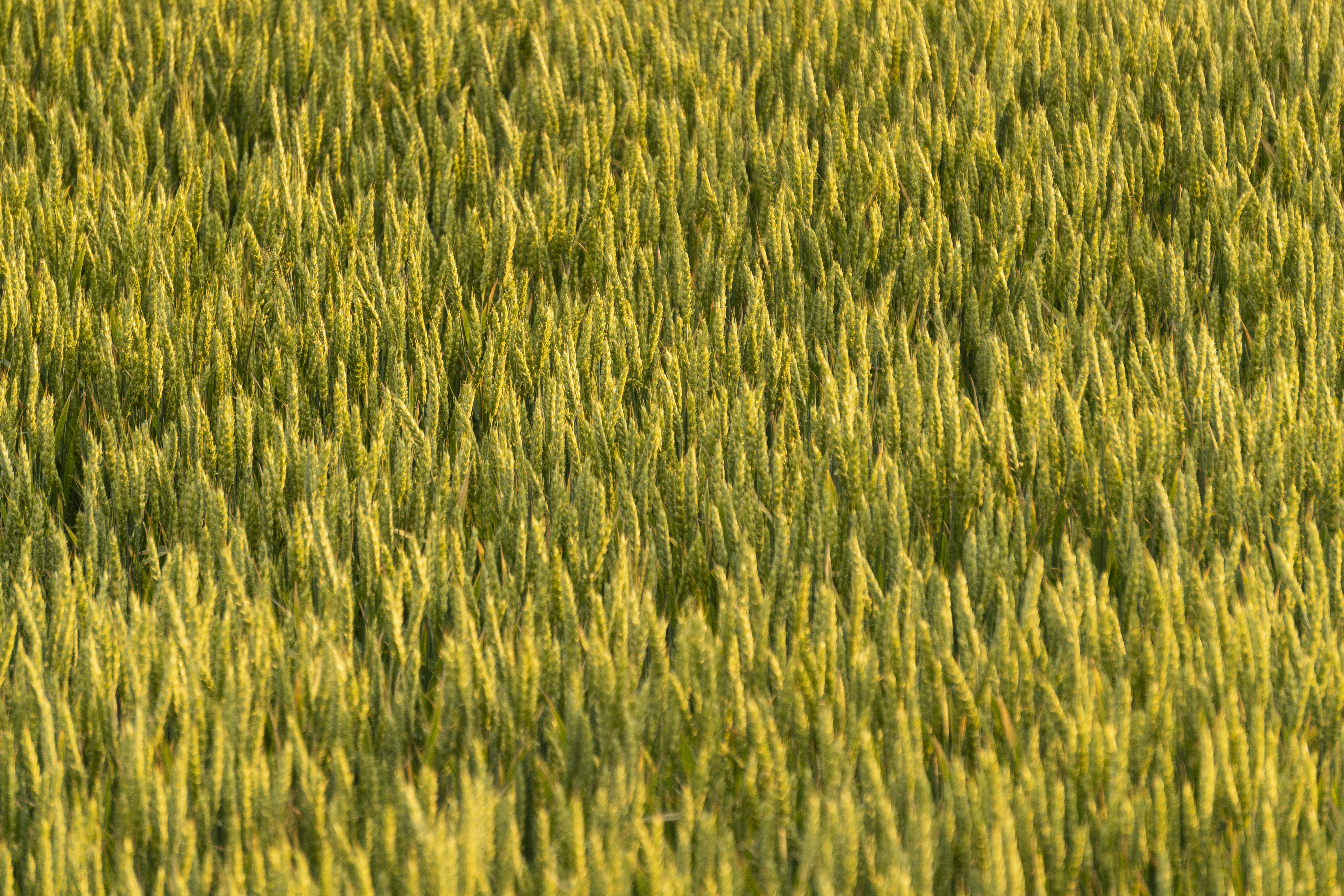 Photo by angrygrandmama