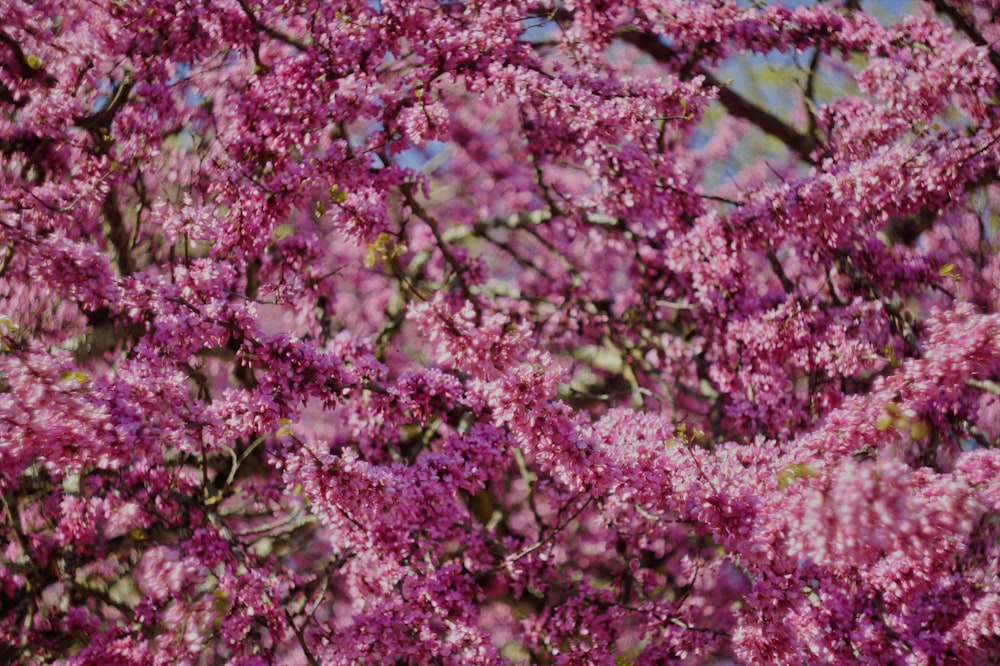 a close up of a tree with purple flowers