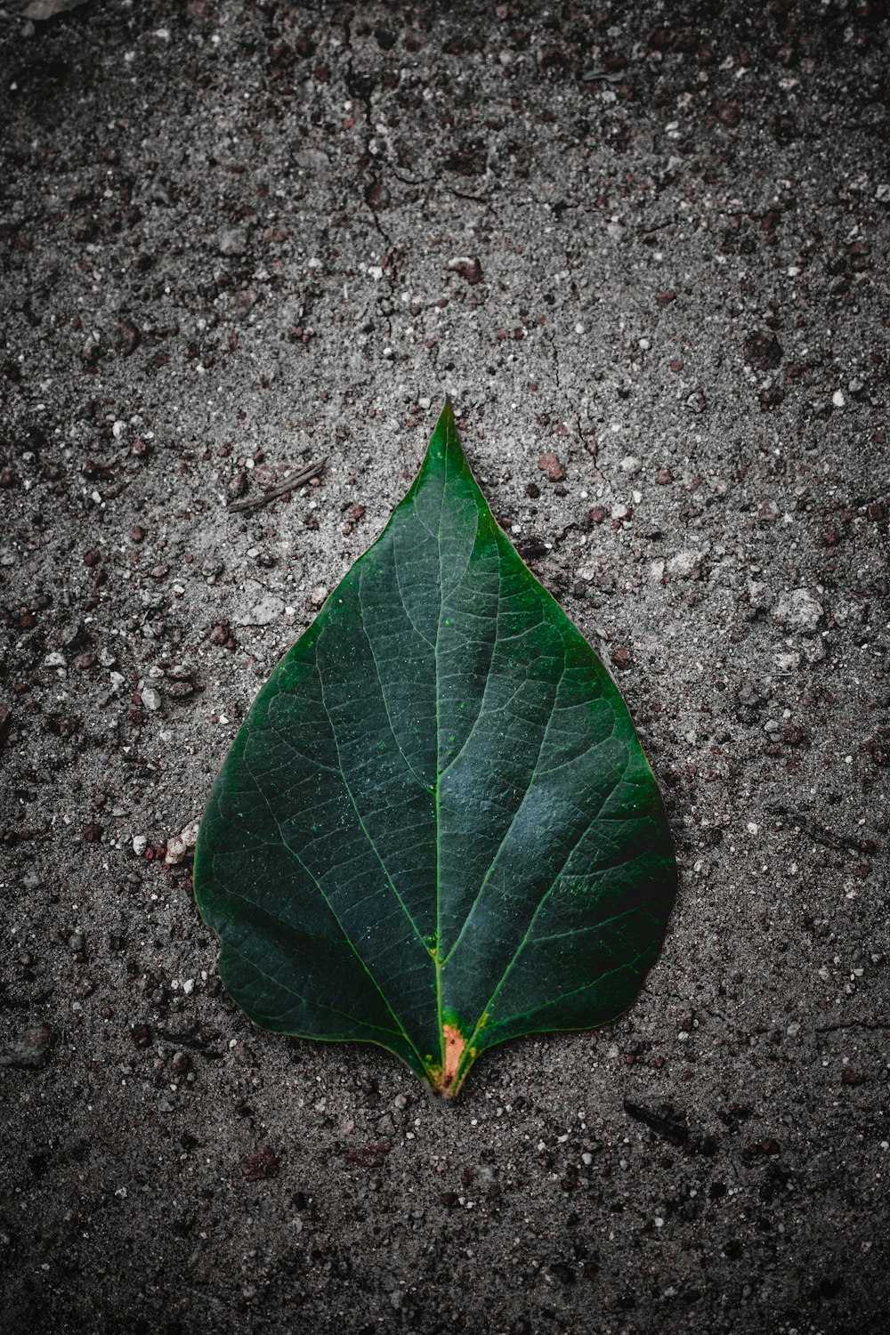 a green leaf laying on the ground