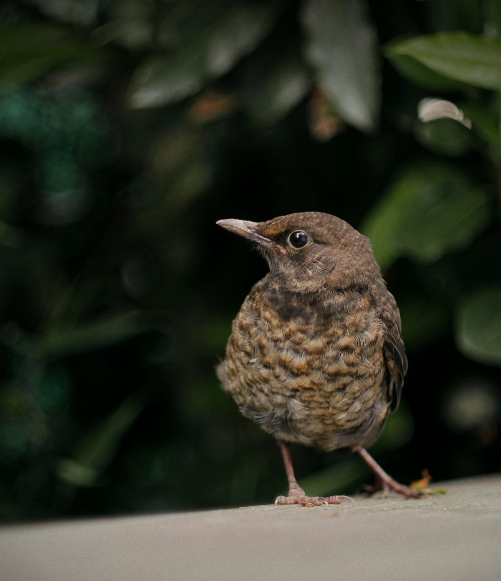 a small bird is standing on a ledge