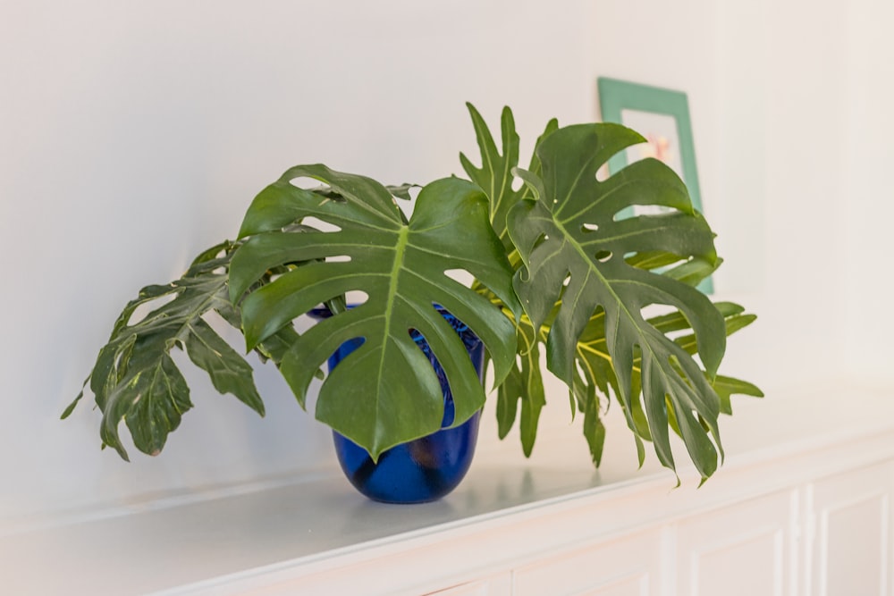 a plant in a blue vase sitting on a mantle