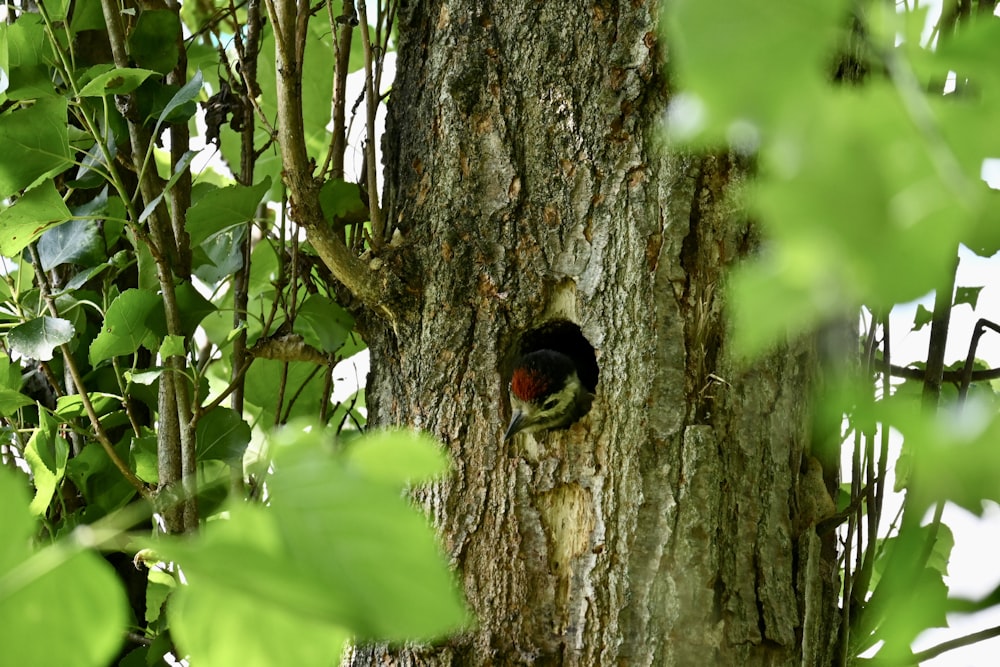 a bird is poking its head out of a hole in a tree