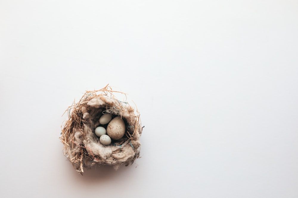 un nid d’oiseau avec trois œufs à l’intérieur