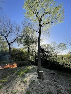 A tall tree stands prominently in a forested area under a clear blue sky. Surrounding trees have sparse foliage, indicating early spring. Near the bottom left, a pile of burning branches emits smoke. Grass and new growth are visible on the ground, and a freshly cut tree stump is in the foreground.
