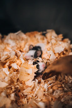 A lively mouse race in progress with tiny mice darting around a miniature track under soft tan and muted purple lighting.