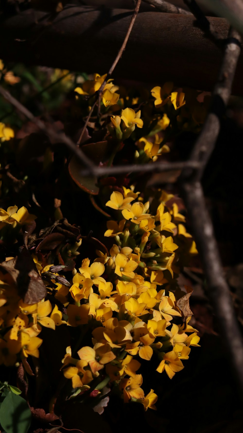a bunch of yellow flowers that are on the ground