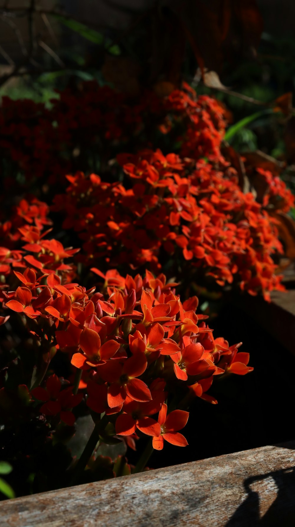 a bunch of red flowers that are in a planter