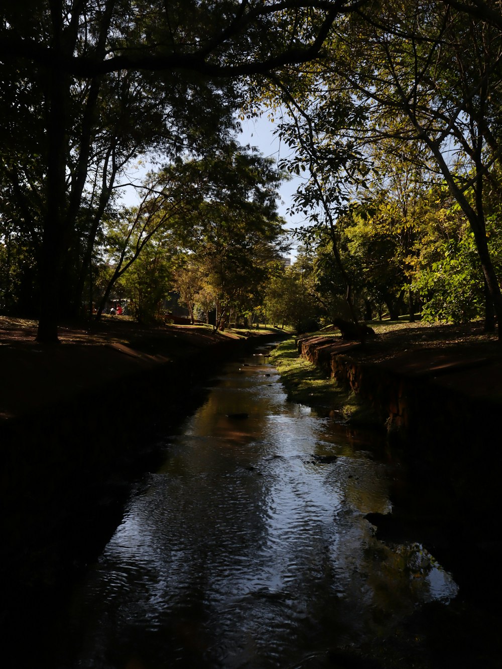 a river running through a lush green forest