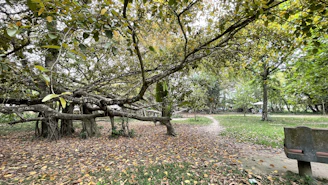 A serene banyan tree spreading wide branches over a diverse group of people sitting together in a park.