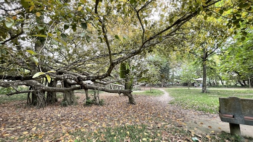 A quiet meditation spot under a large banyan tree within the ashram.
