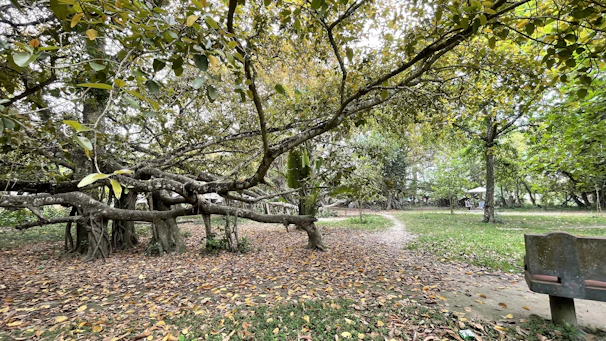 A serene banyan tree spreading wide branches over a diverse group of people sitting together in a park.