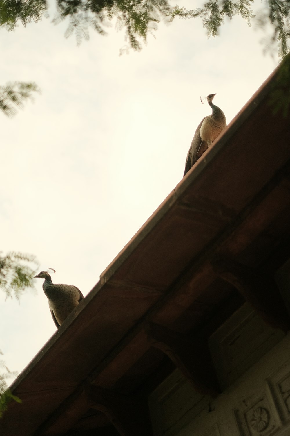 two birds sitting on top of a roof