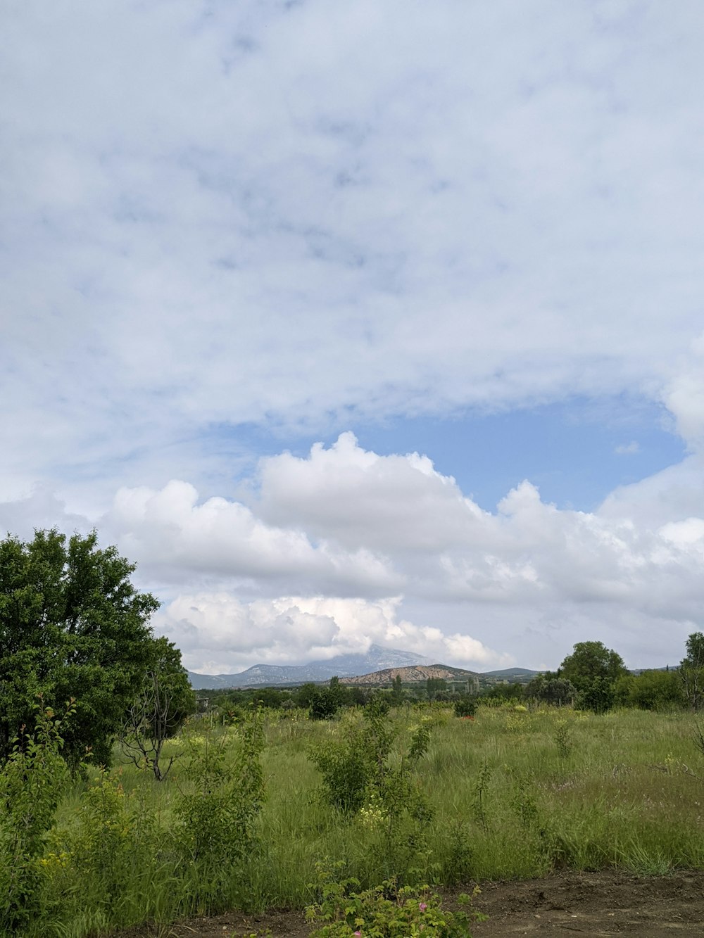 a grassy field with trees and clouds in the background