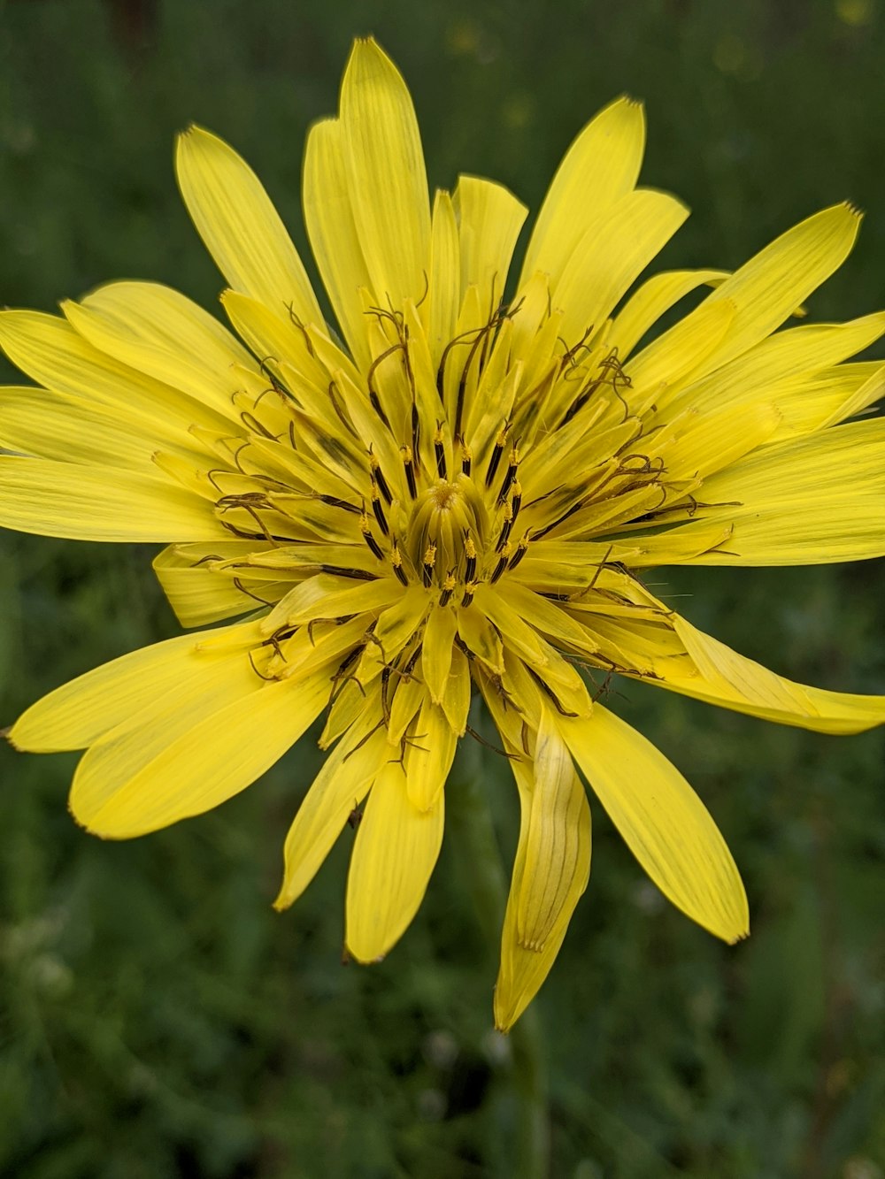 a close up of a yellow flower in a field