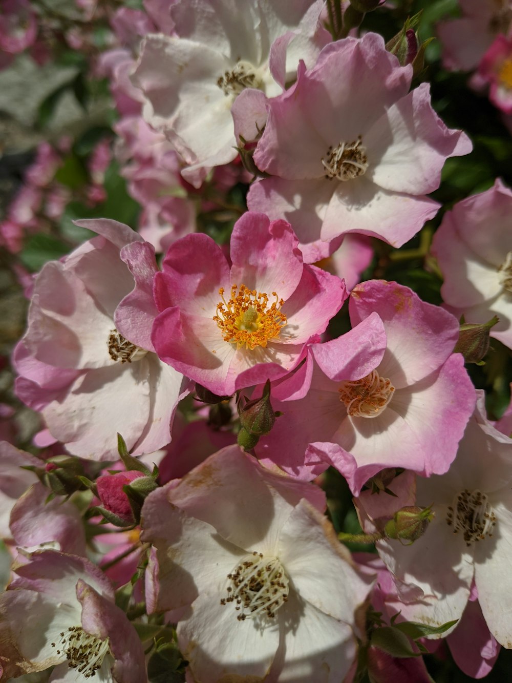 a close up of a bunch of pink flowers