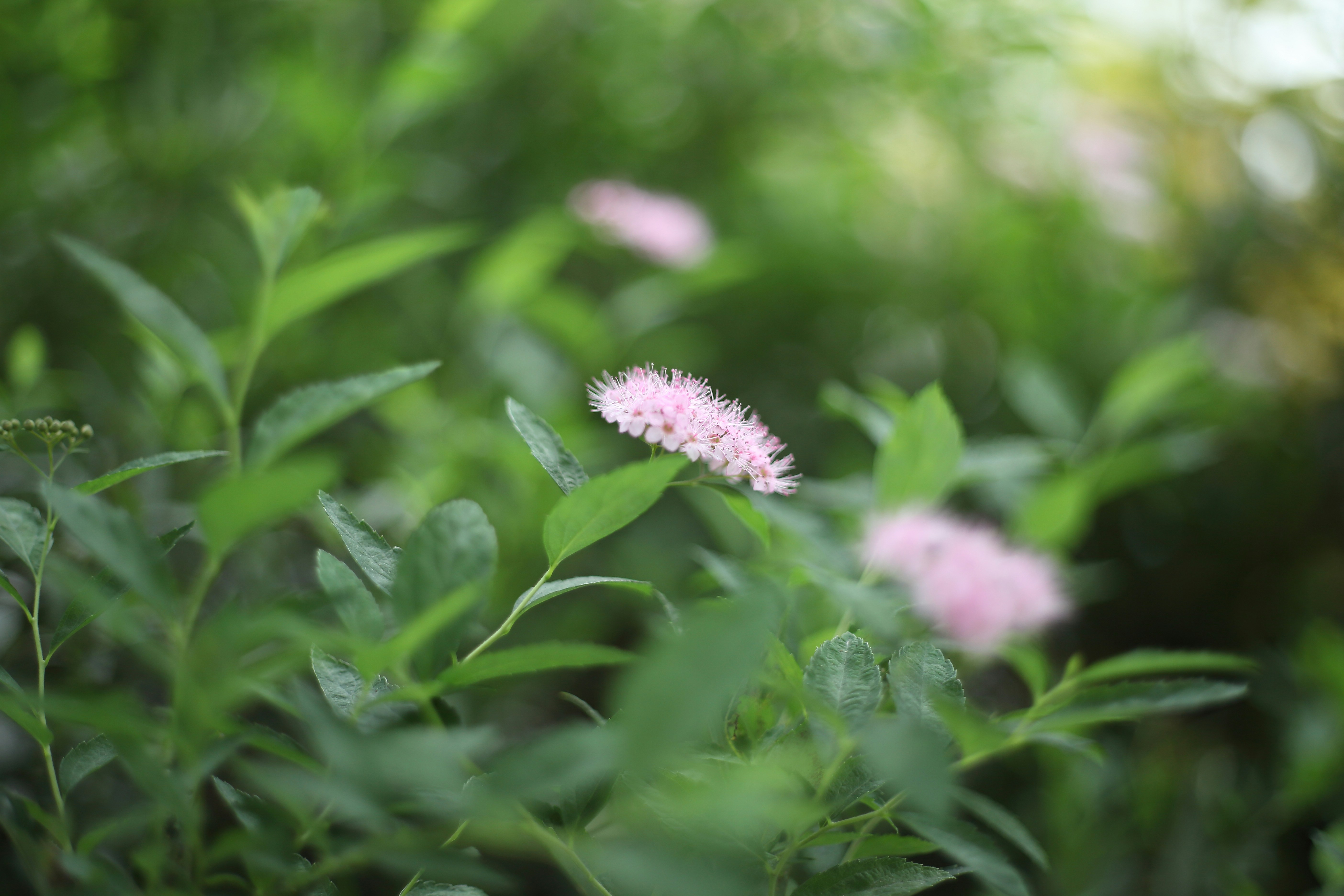 Photo by takatsuchida