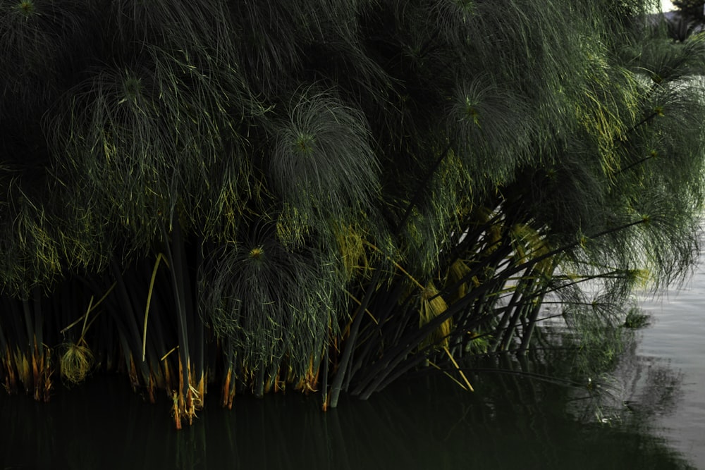 a large body of water surrounded by tall grass