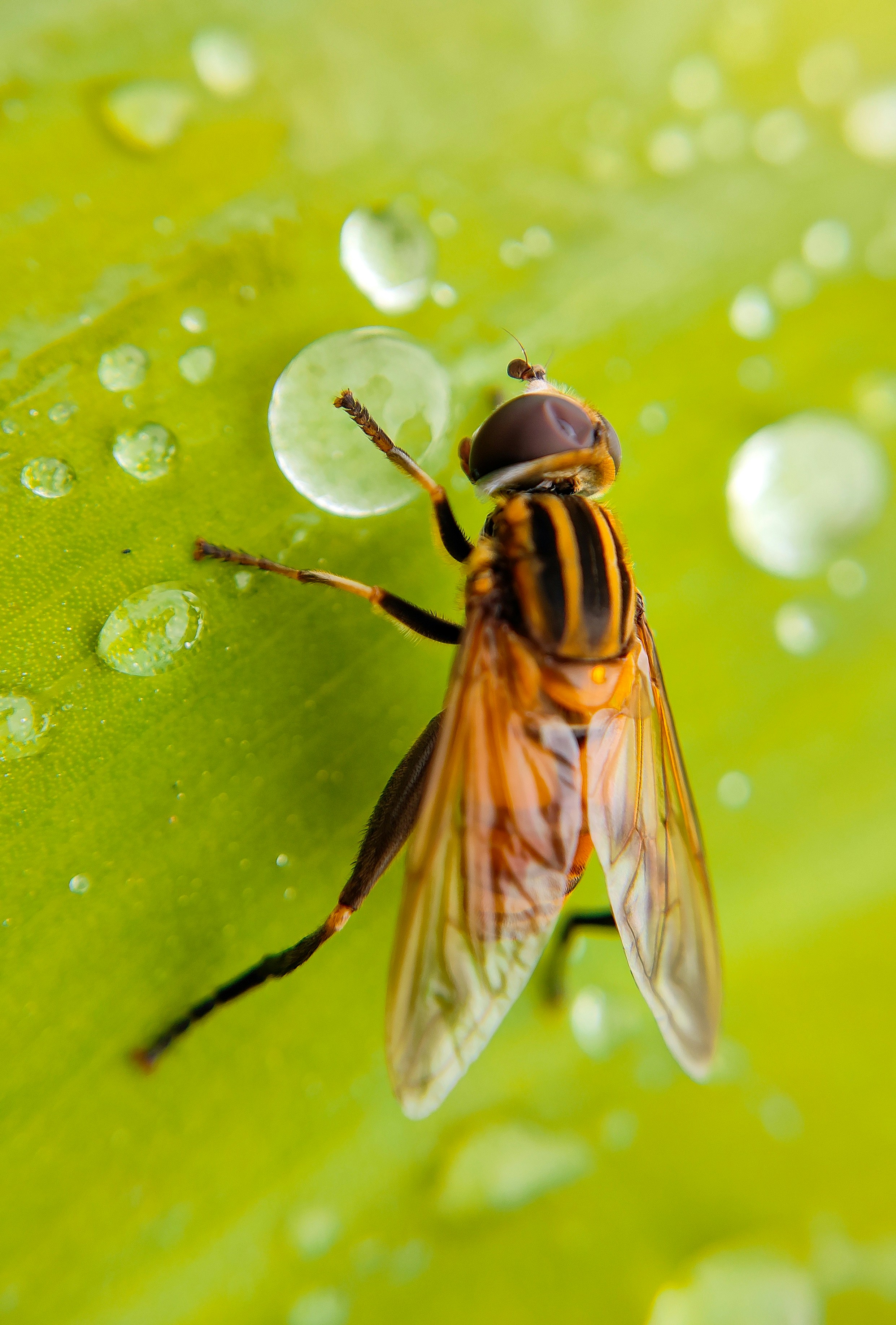 a close up of a fly on a green leaf