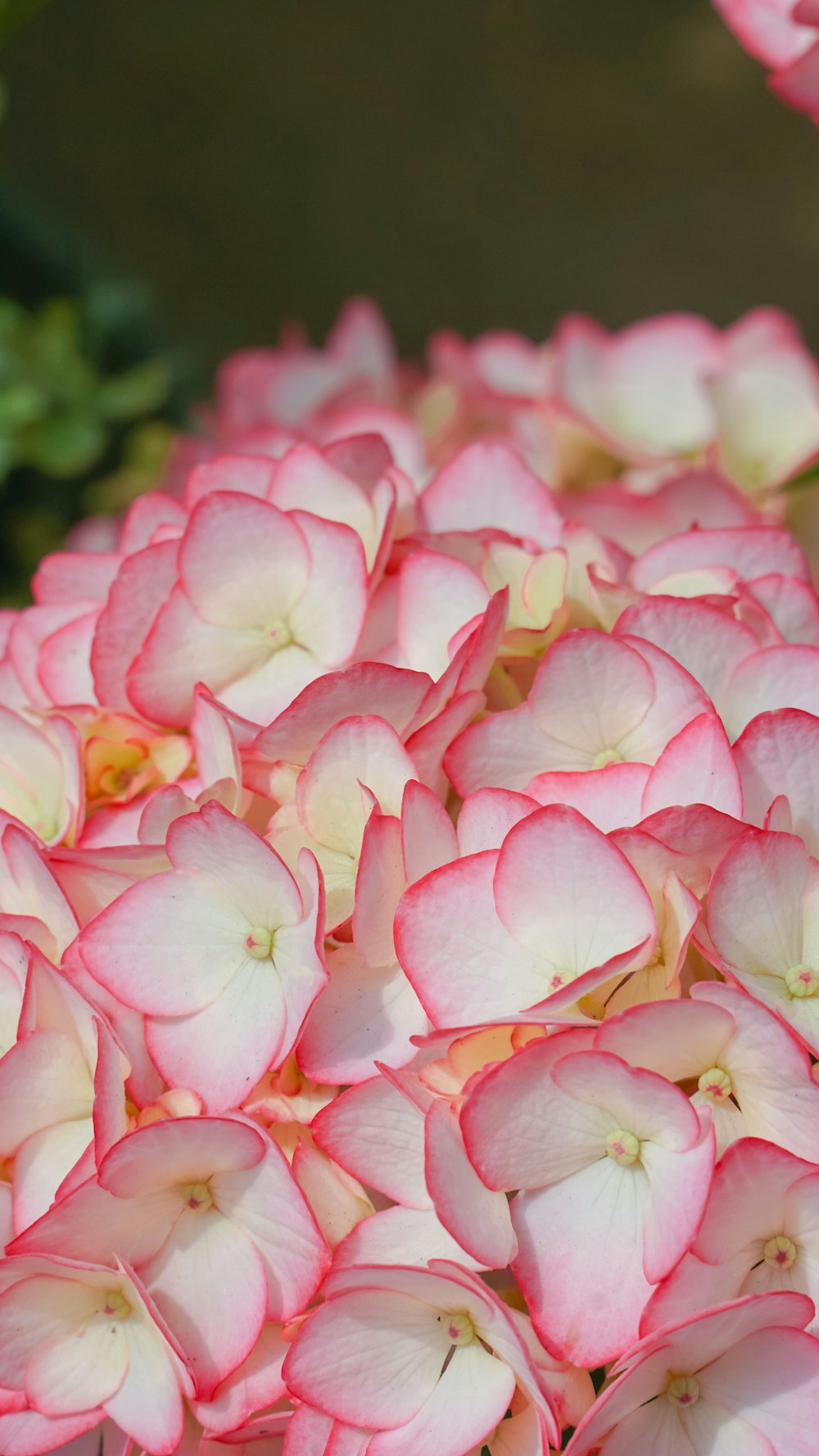 a bunch of pink and white flowers in a vase