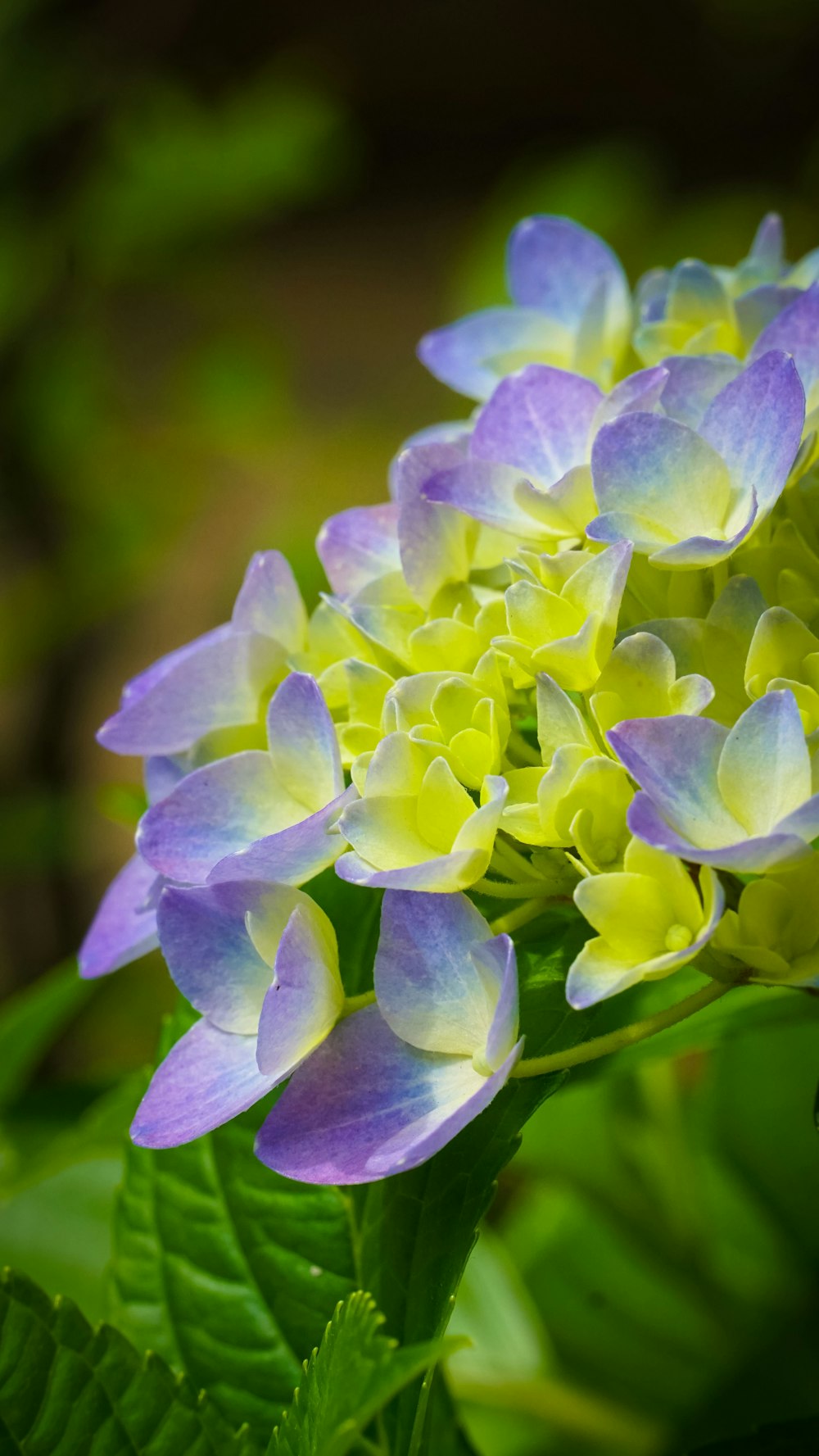 a bunch of purple and yellow flowers with green leaves