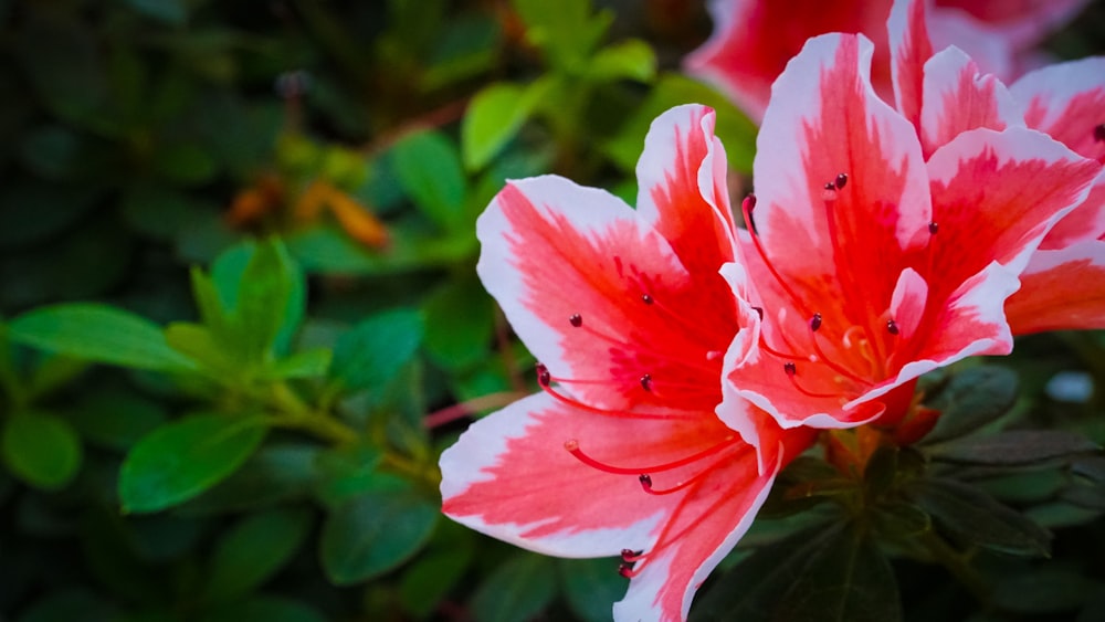 a pink and white flower with green leaves