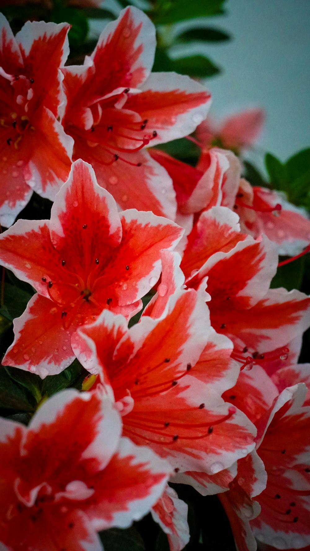 a bunch of red and white flowers with green leaves