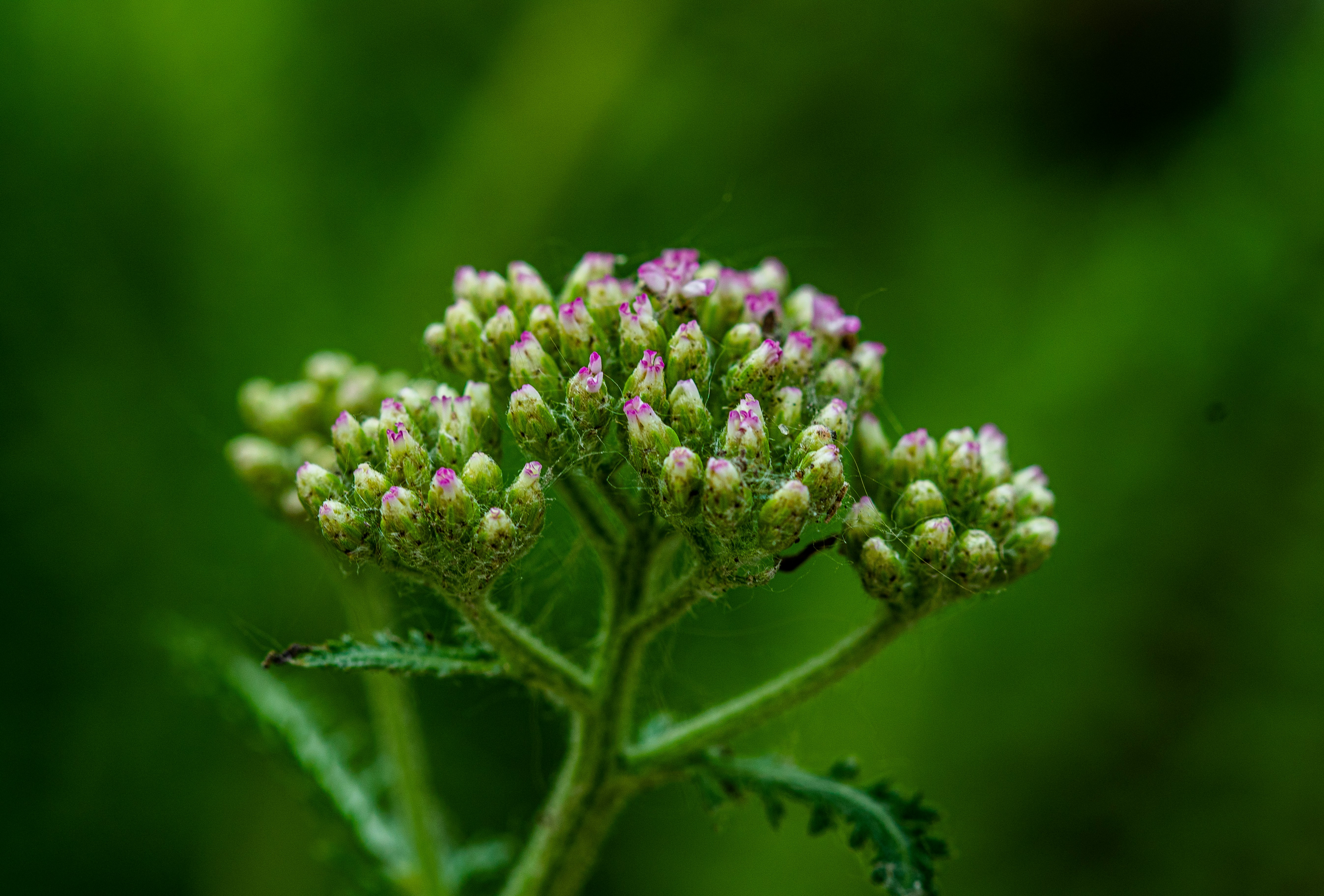 Photo by photo_tanbir