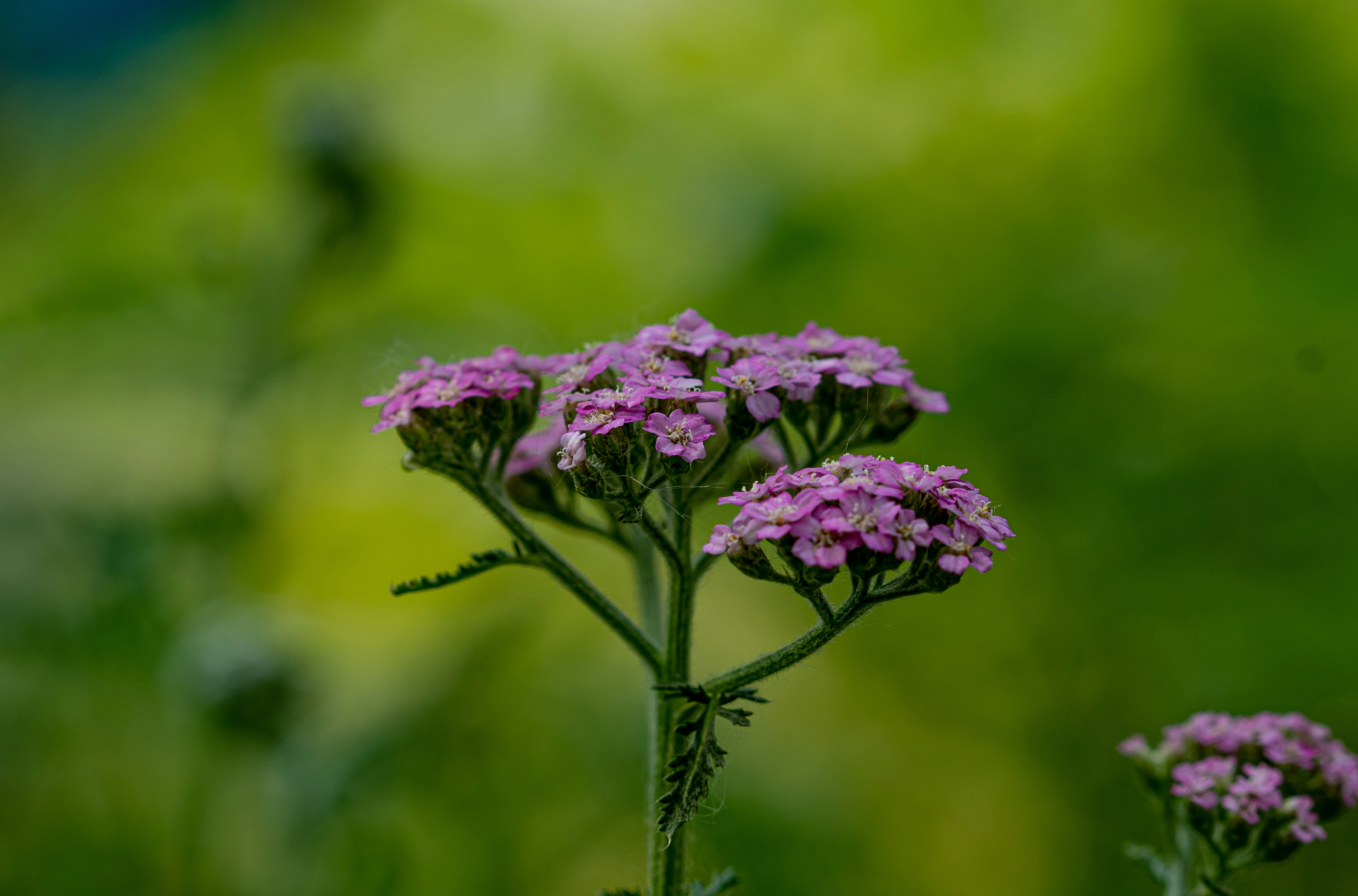 Photo by photo_tanbir