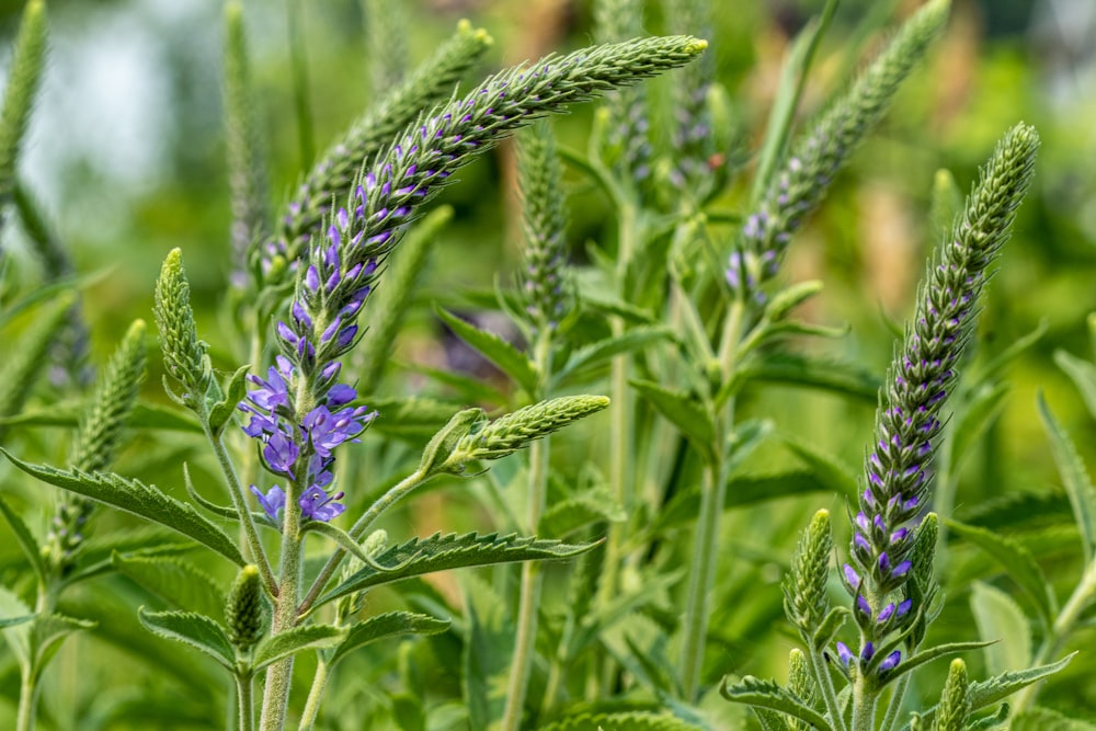 Un primer plano de una planta con flores púrpuras