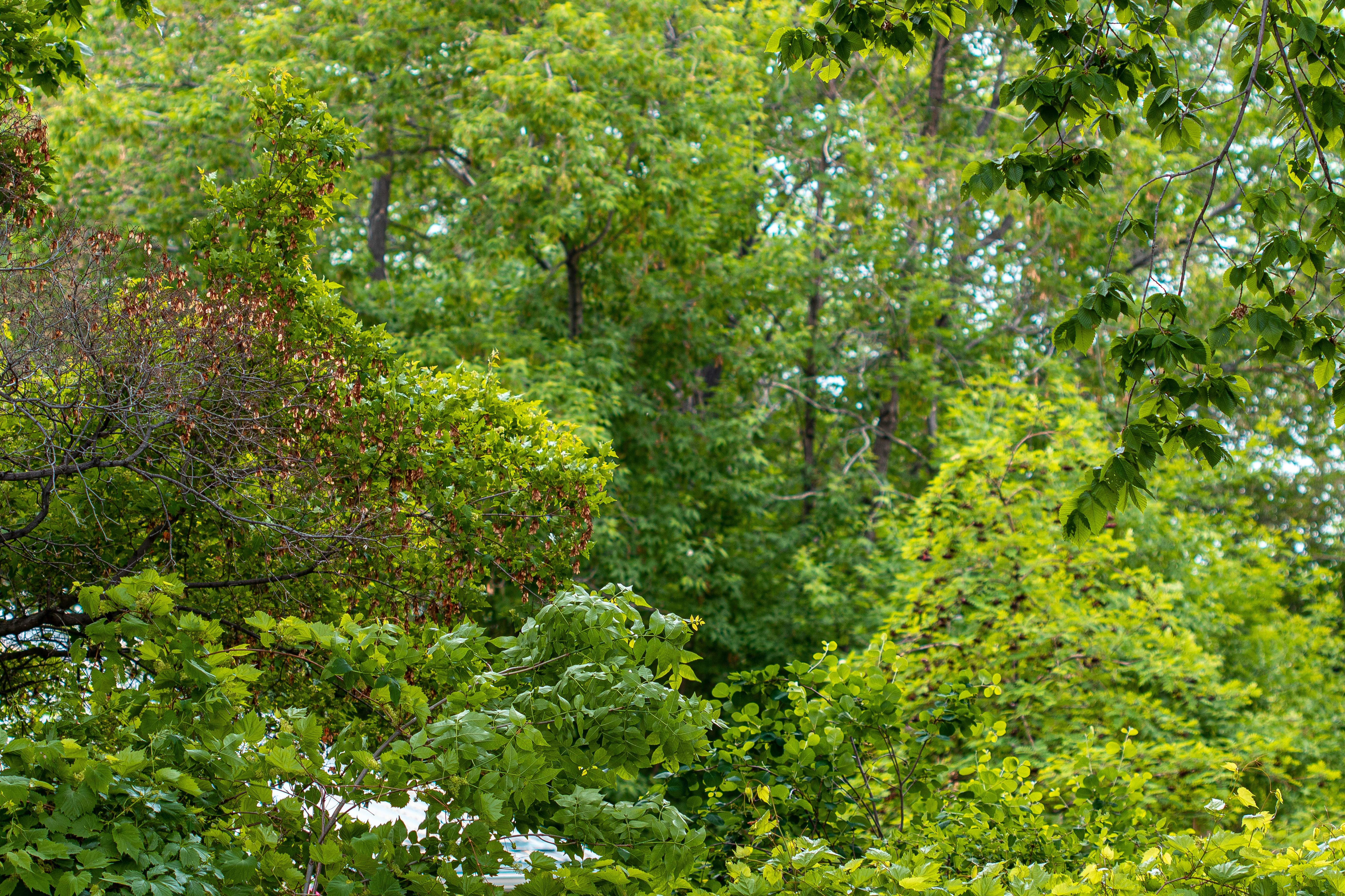 Photo by photo_tanbir