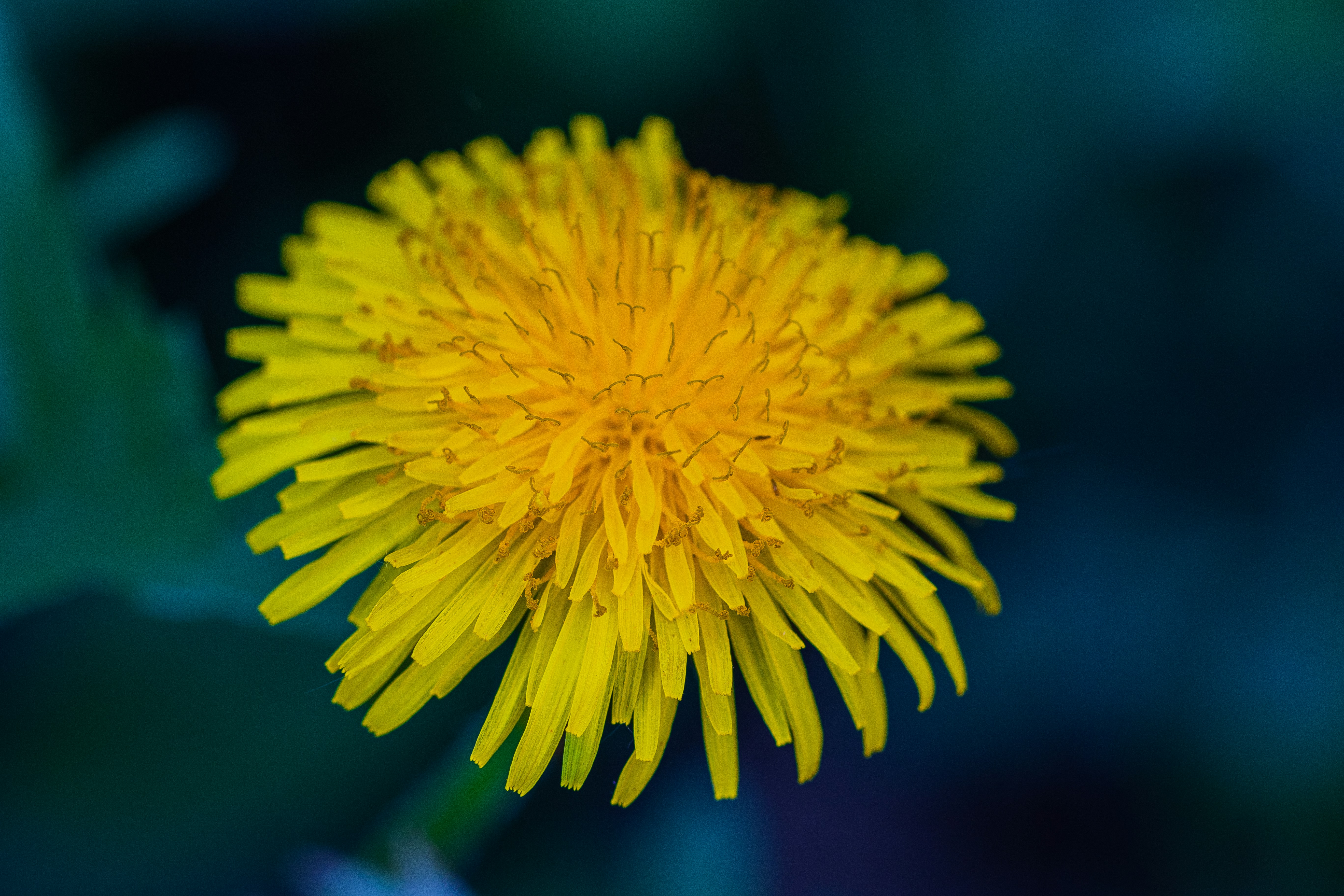 Photo by photo_tanbir