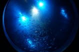A large circular aquarium filled with numerous small fish swimming in various directions. Ambient blue lighting emphasizes the movement of the fish and creates a tranquil, aquatic atmosphere. The light reflections and shadows highlight the contours of the water, adding depth and a sense of motion.