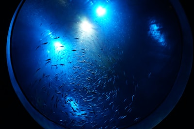 A large circular aquarium filled with numerous small fish swimming in various directions. Ambient blue lighting emphasizes the movement of the fish and creates a tranquil, aquatic atmosphere. The light reflections and shadows highlight the contours of the water, adding depth and a sense of motion.