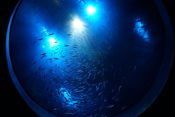A large circular aquarium filled with numerous small fish swimming in various directions. Ambient blue lighting emphasizes the movement of the fish and creates a tranquil, aquatic atmosphere. The light reflections and shadows highlight the contours of the water, adding depth and a sense of motion.