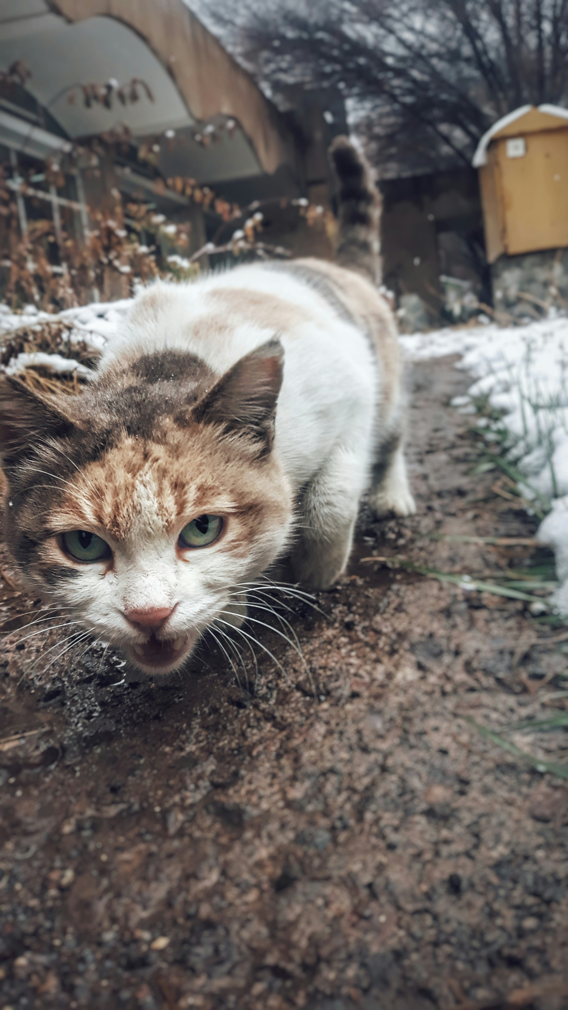 a cat that is standing in the dirt