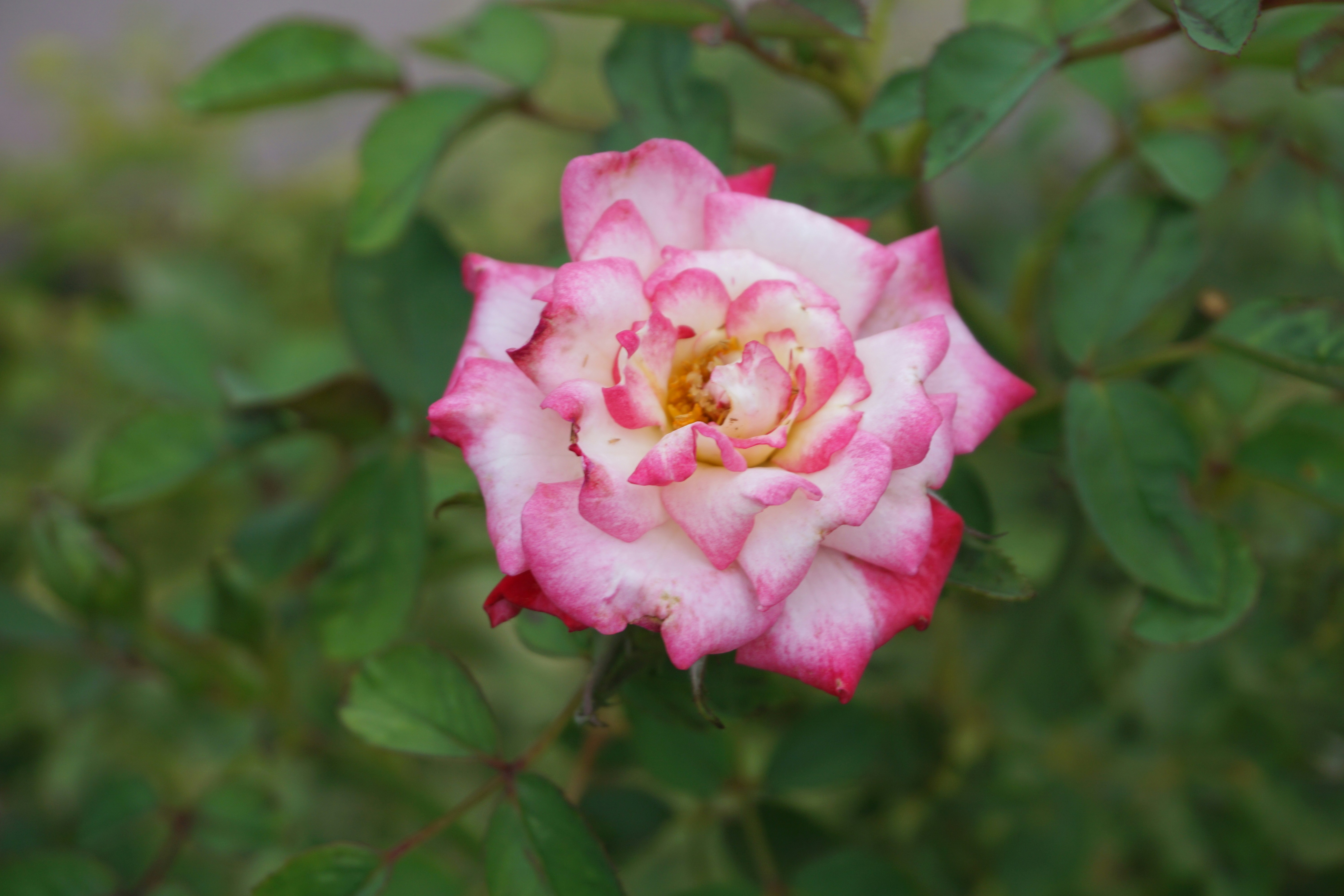 Photo by structure3creative