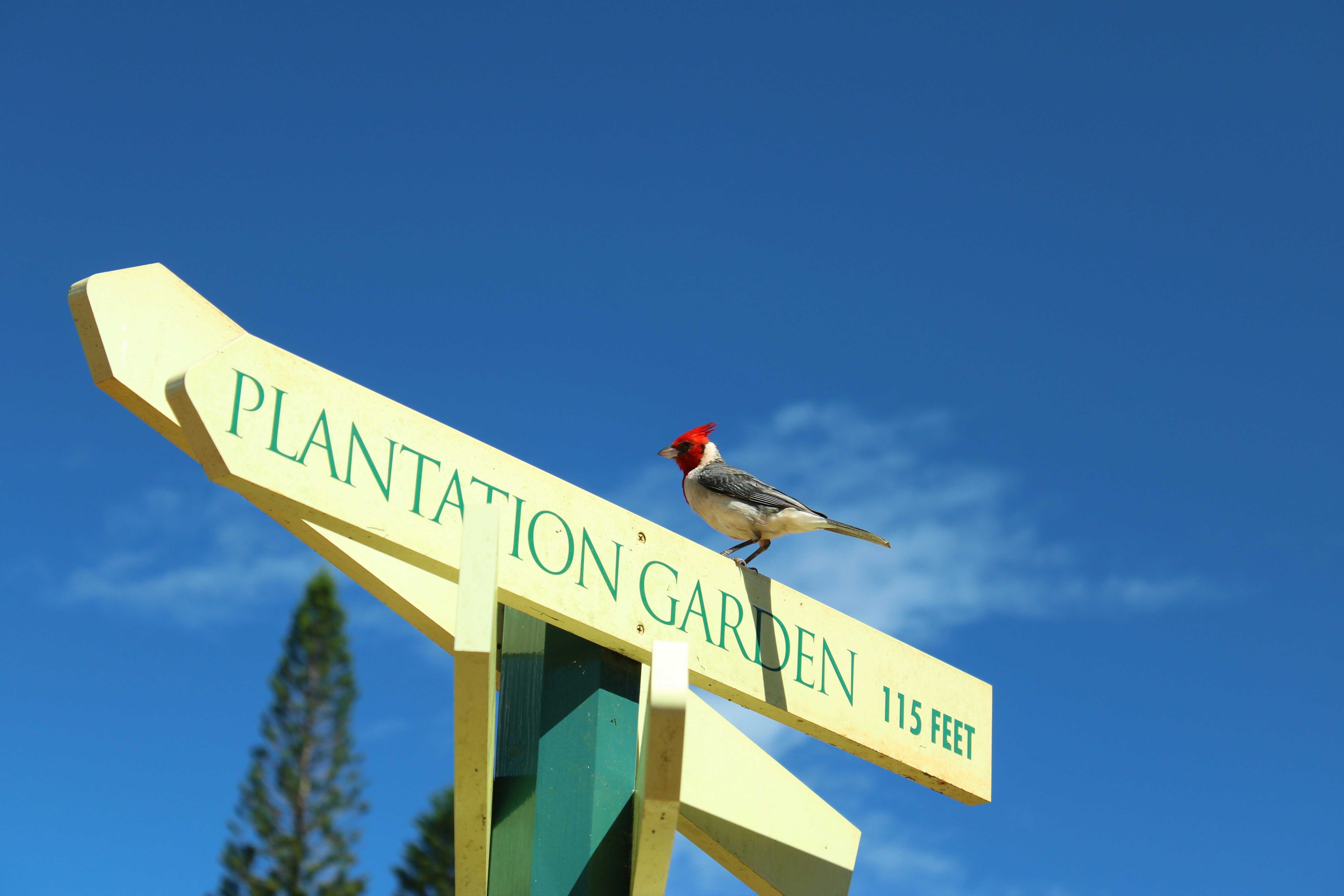 Bahamas Bird Watching Tours