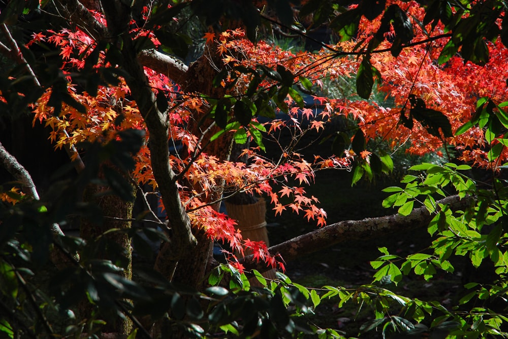 a tree with red leaves in a forest