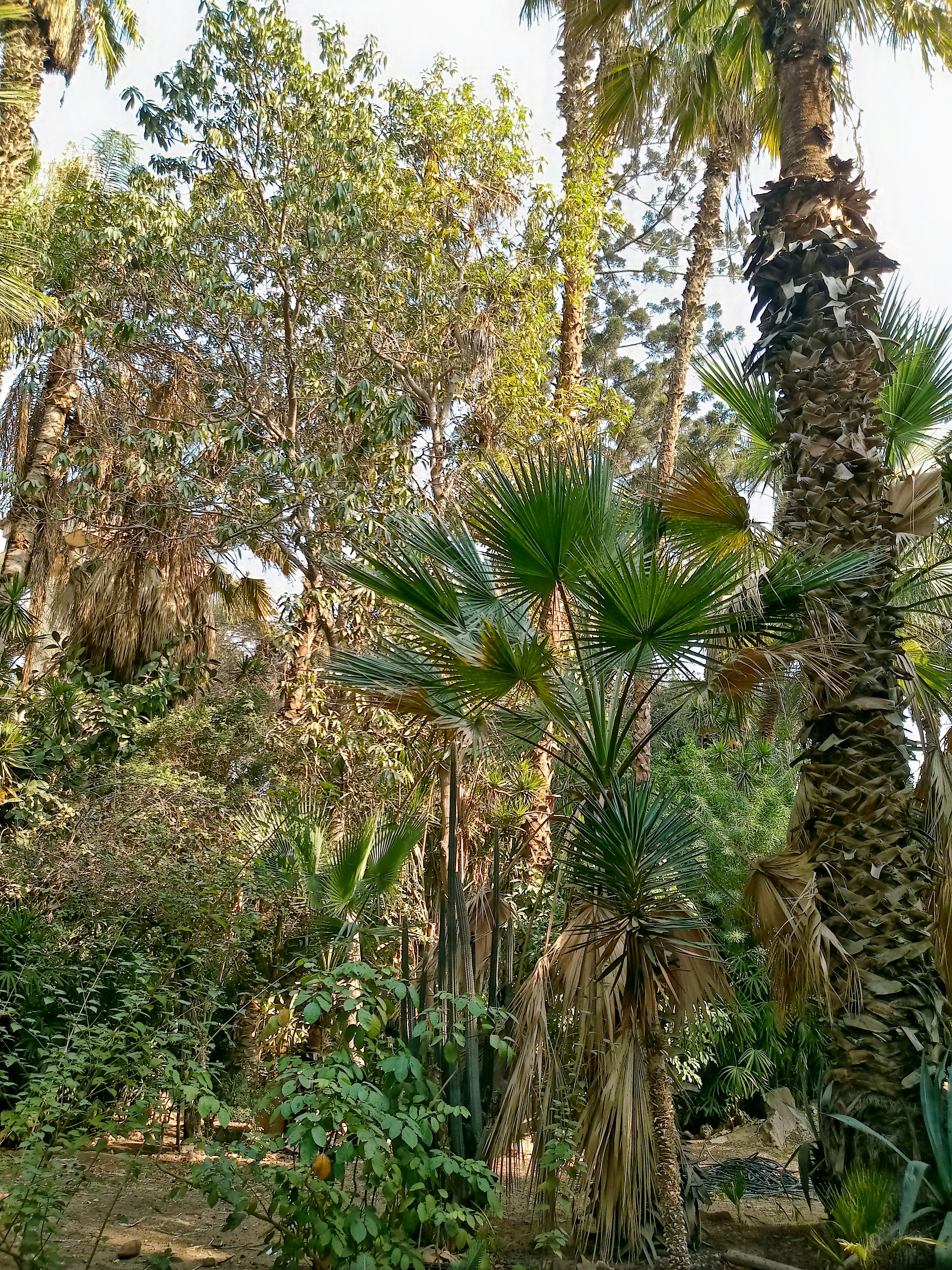 Tropical plants and botanical garden, lush green vegetation