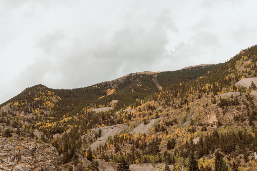 a view of a mountain with trees in the foreground