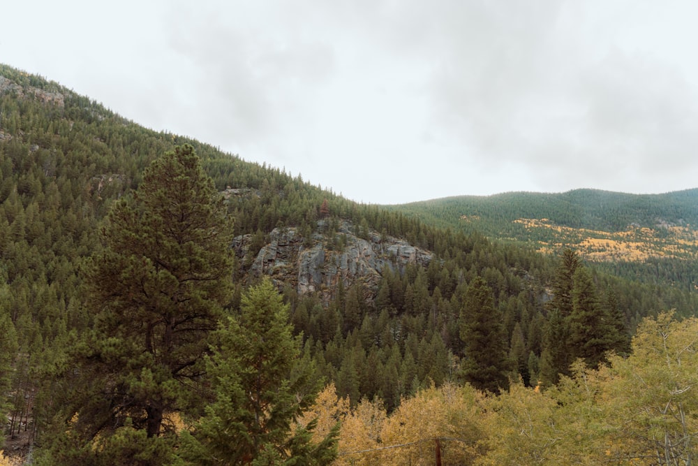 a view of a mountain with trees in the foreground