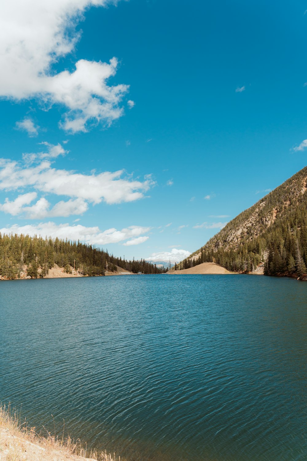 a large body of water surrounded by a forest