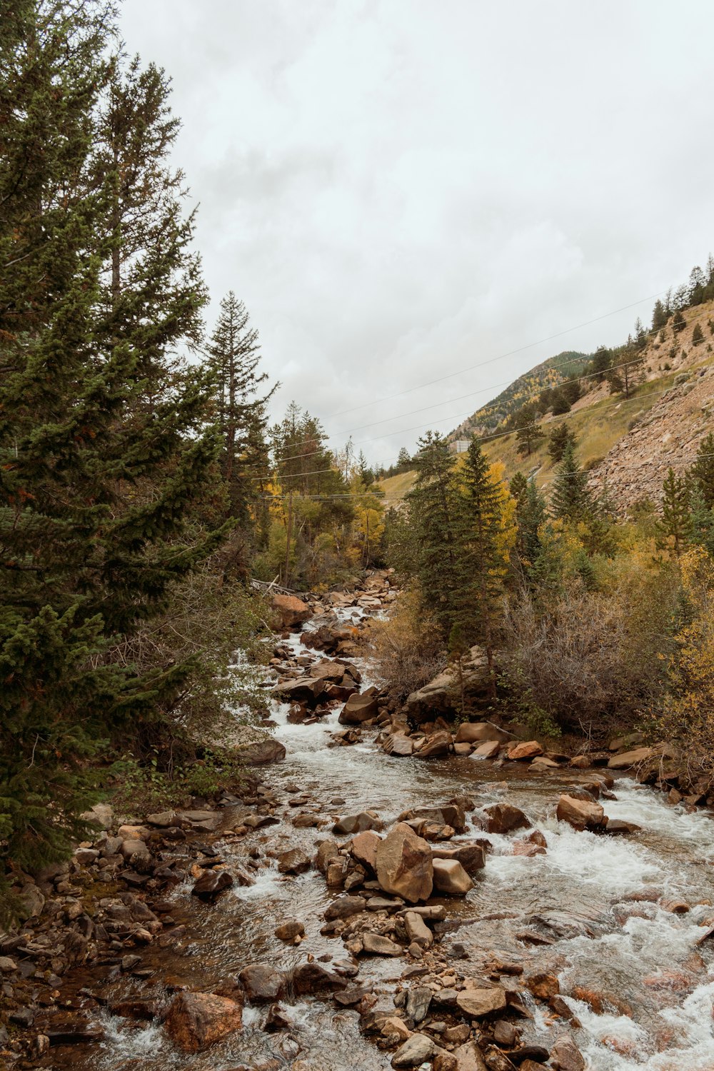 a river running through a forest filled with lots of rocks