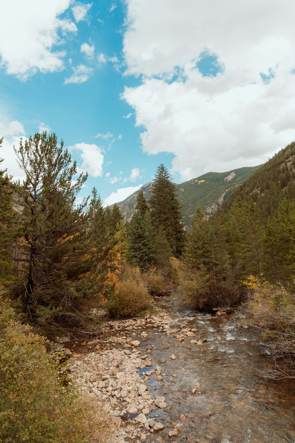 a river running through a forest filled with lots of trees