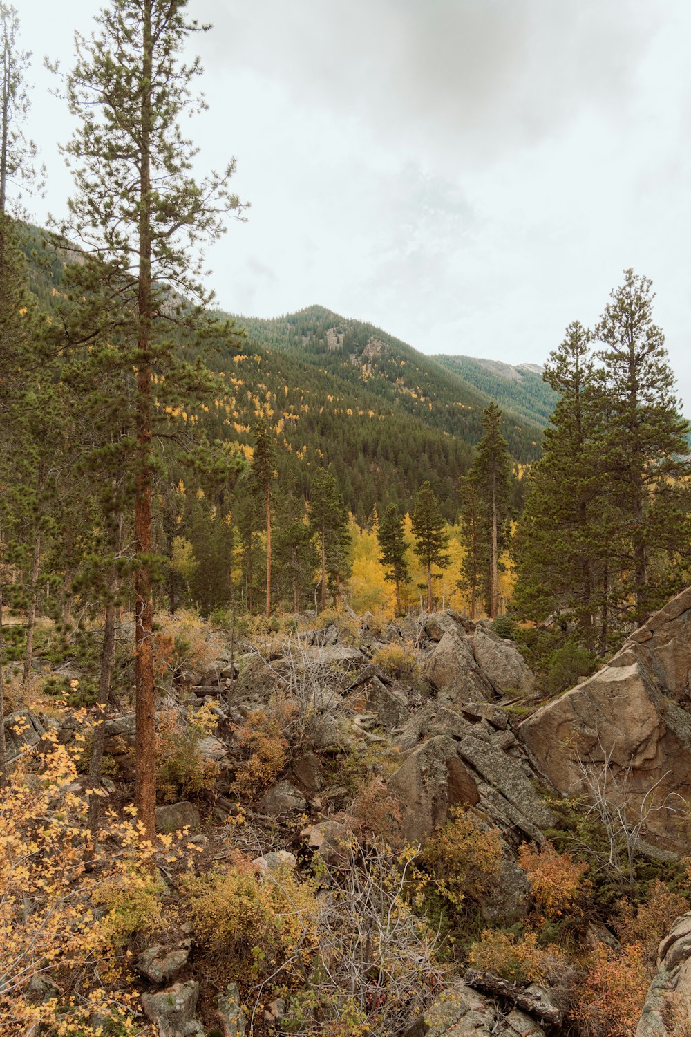 a forest filled with lots of trees and rocks