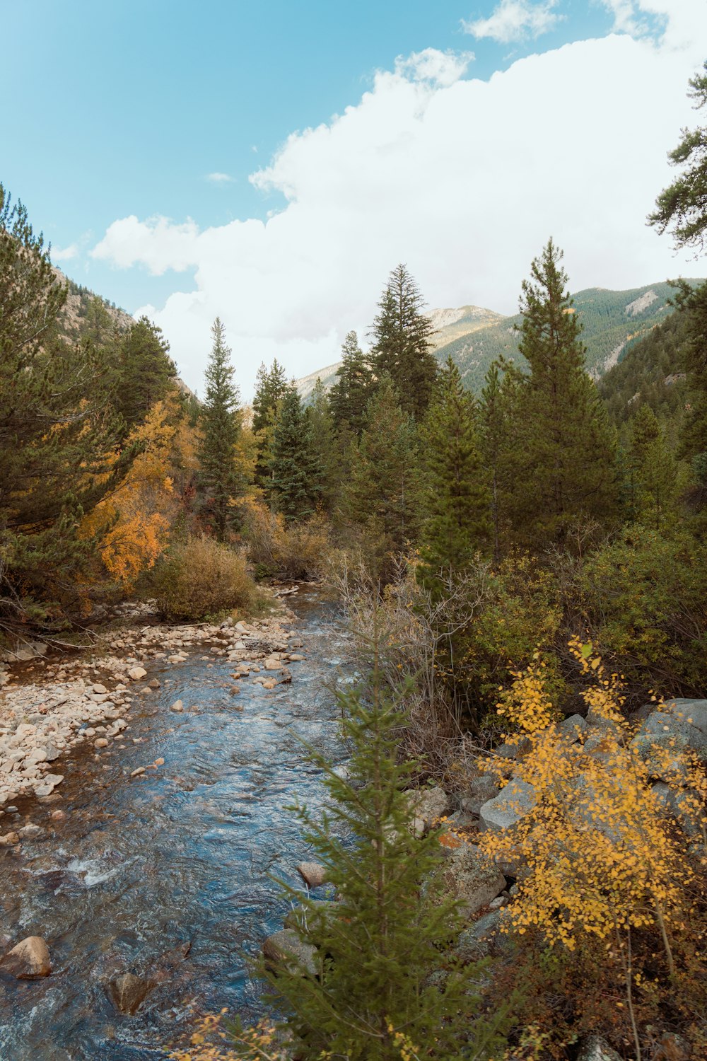 a river running through a forest filled with lots of trees