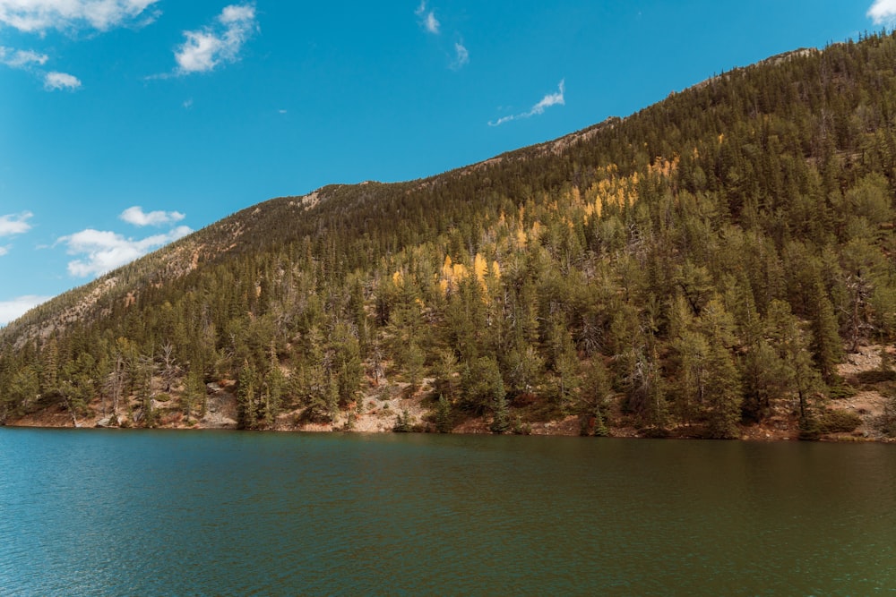 a large body of water surrounded by a forest