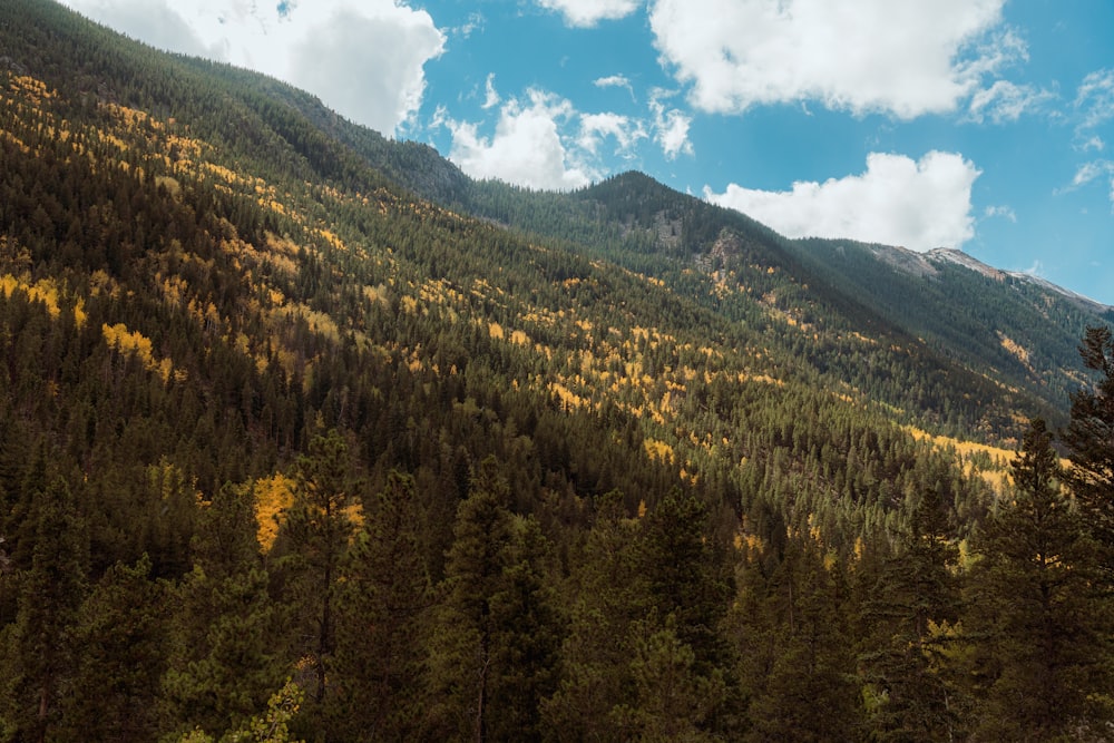 a mountain covered in lots of trees next to a forest