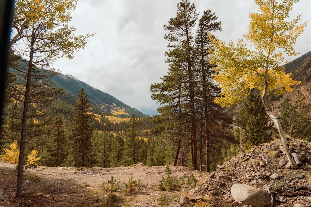 a scenic view of a forest with mountains in the background,